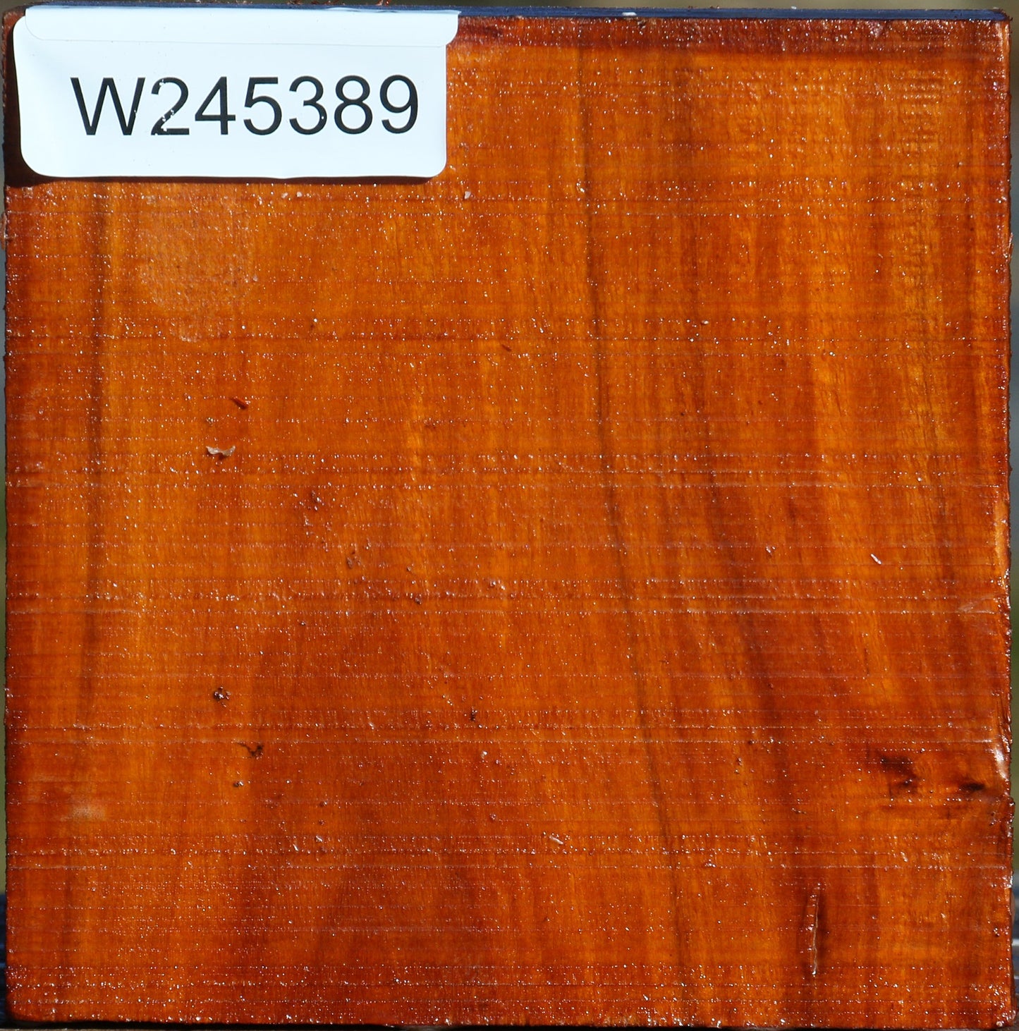 Pernambuco Bowl Blank