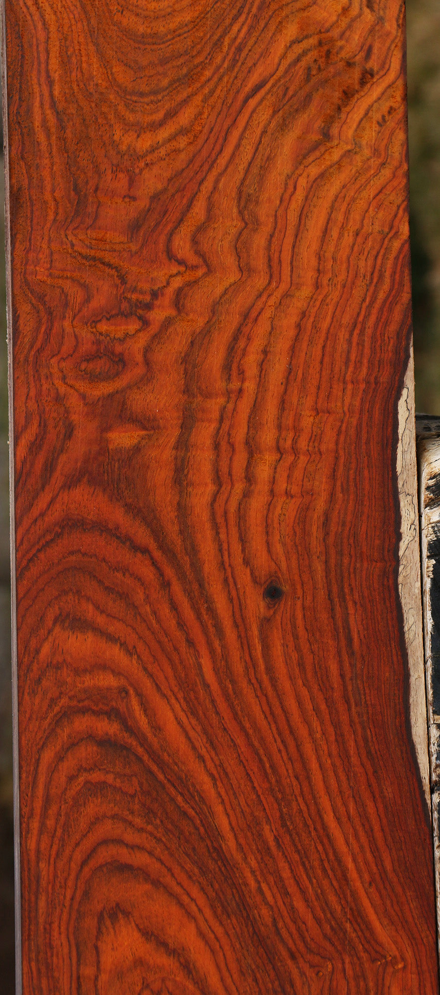 Extra Fancy Cocobolo Lumber