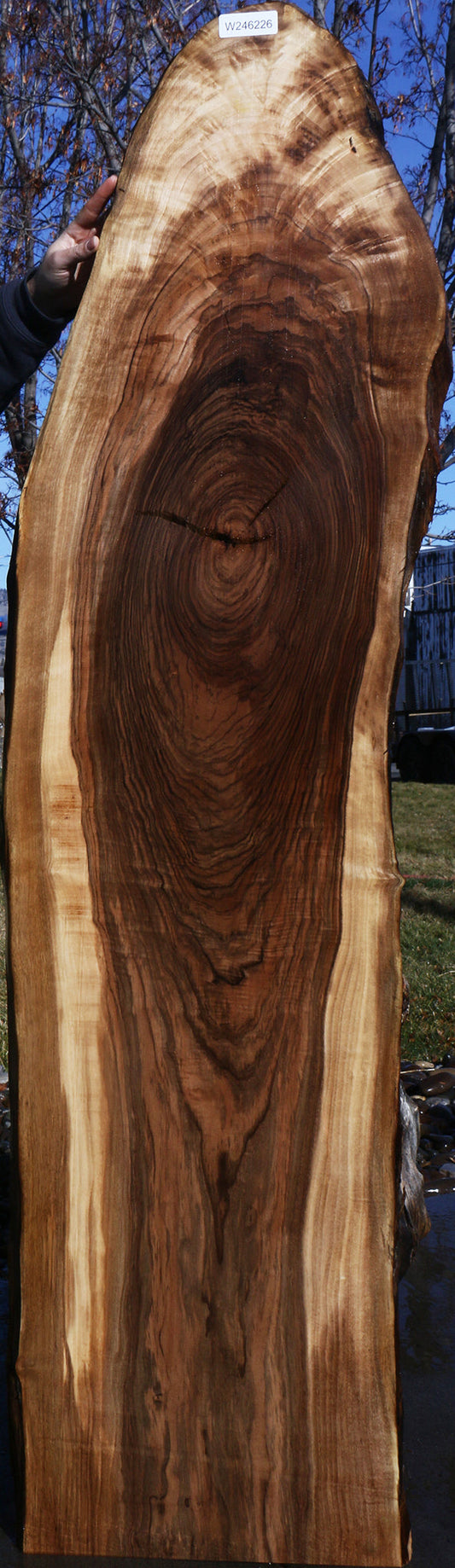 English Walnut Live Edge Lumber (Free Shipping Excluded)