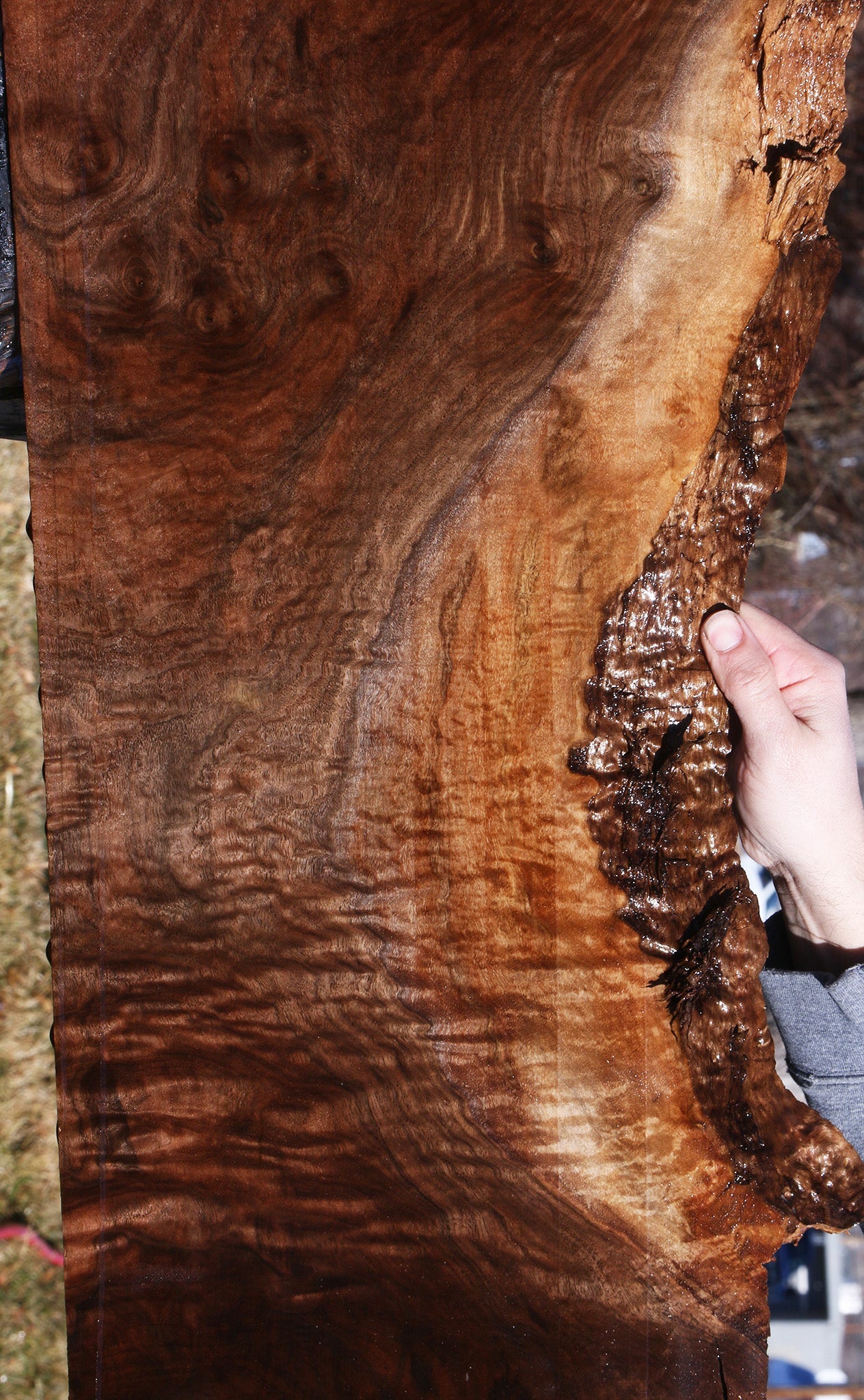 Extra Fancy Claro Walnut Live Edge Lumber