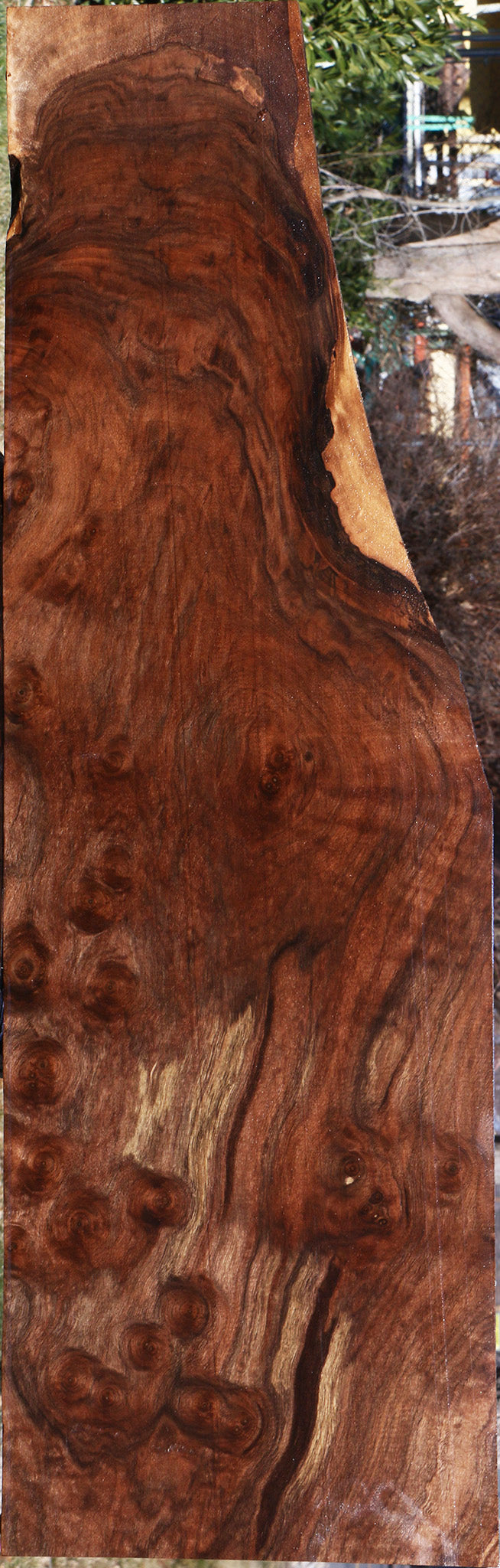 Extra Fancy Claro Walnut Burl Lumber