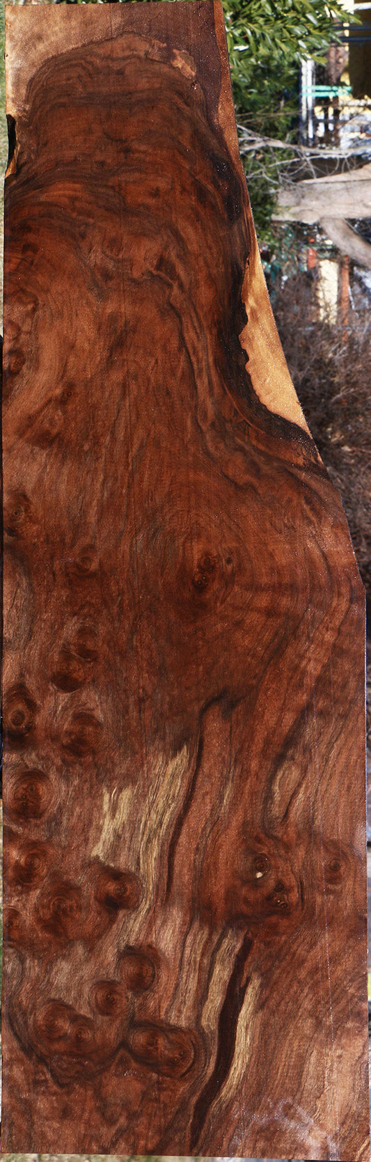 Extra Fancy Claro Walnut Burl Lumber