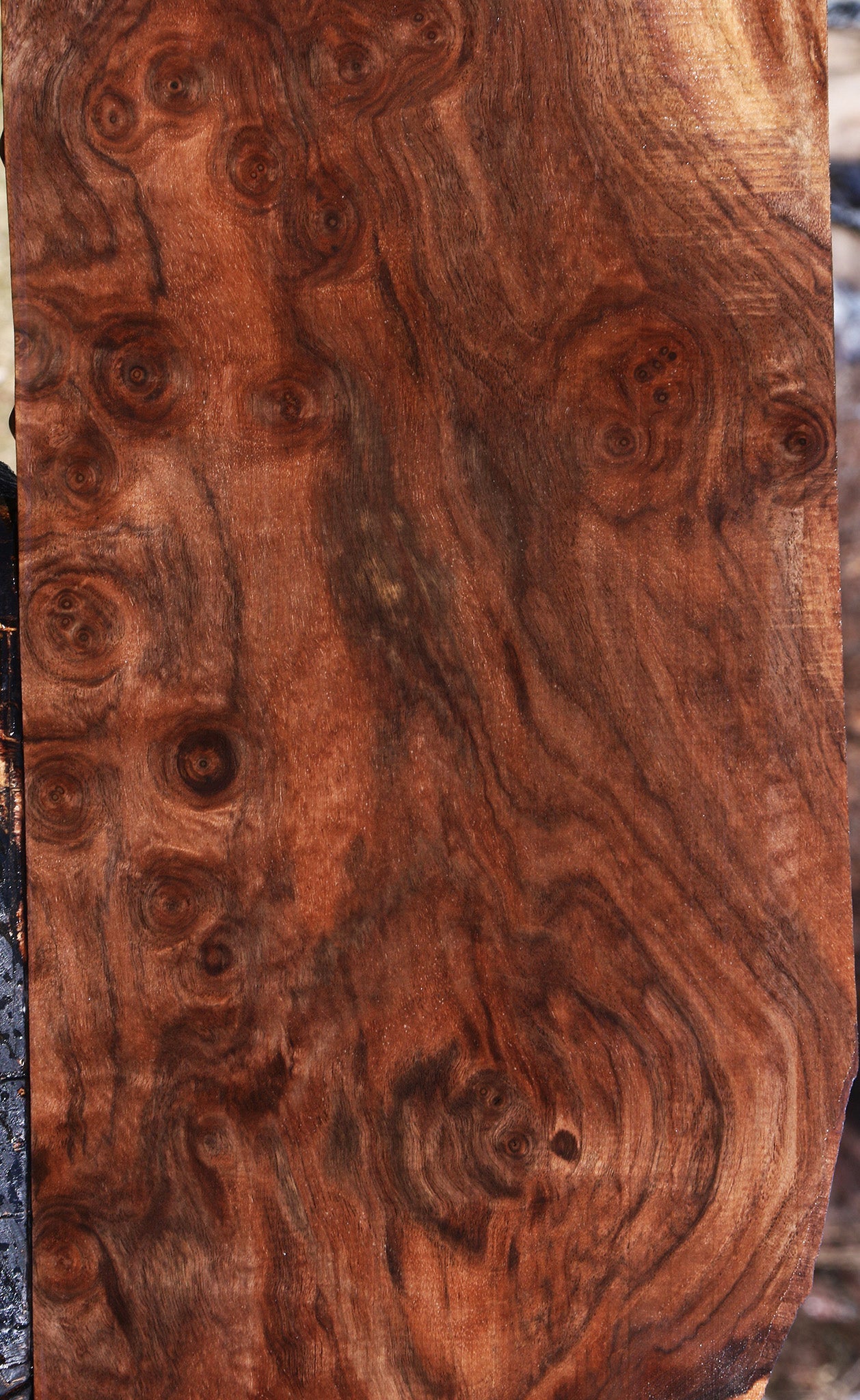 Extra Fancy Claro Walnut Burl Lumber