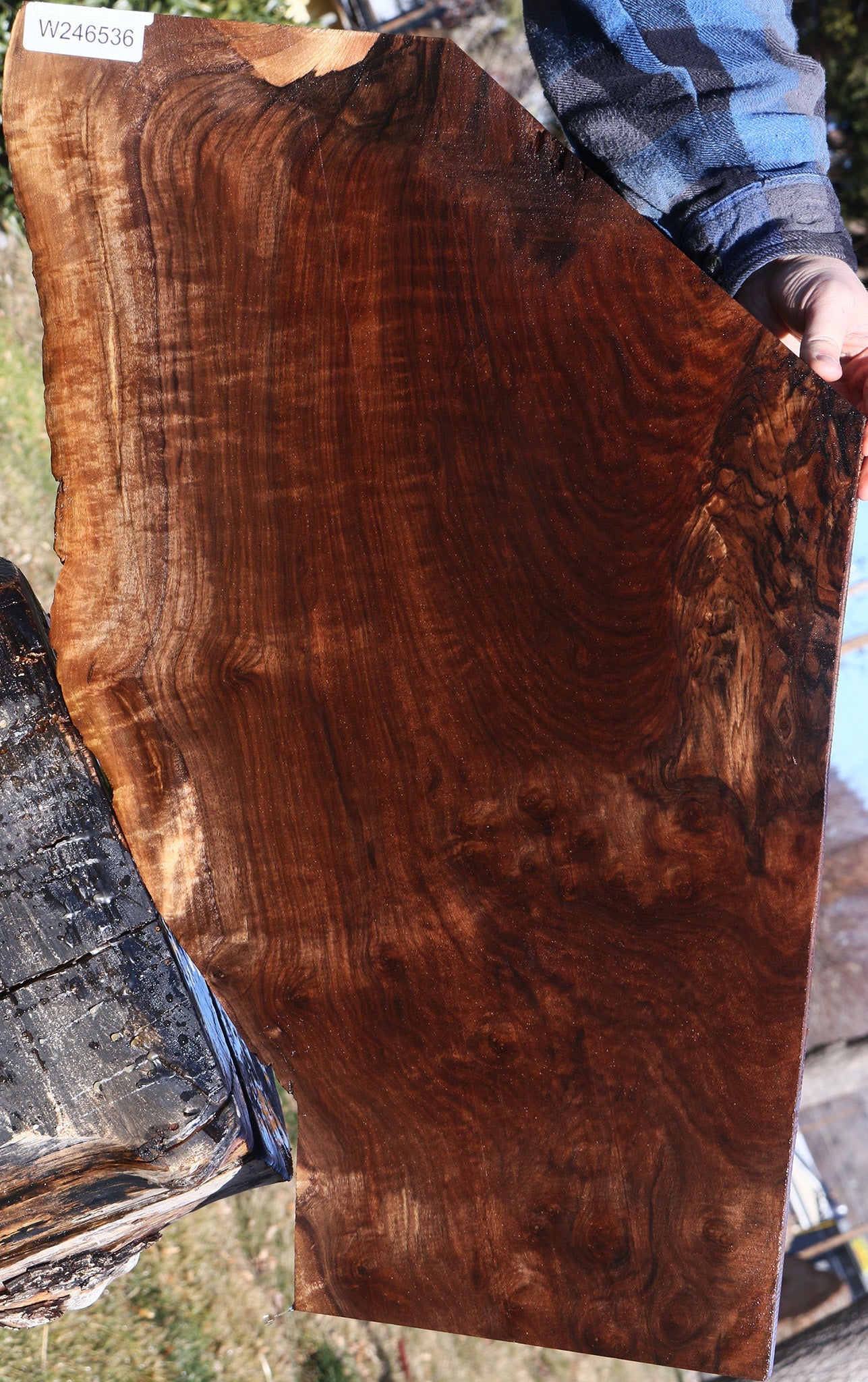 Extra Fancy Claro Walnut Live Edge Lumber