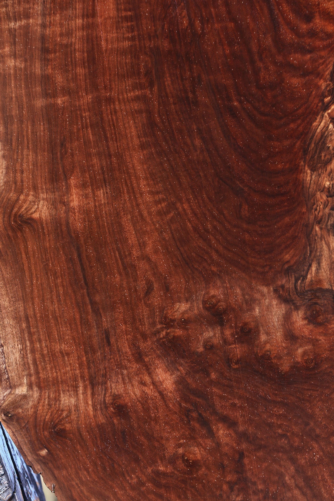 Extra Fancy Claro Walnut Live Edge Lumber