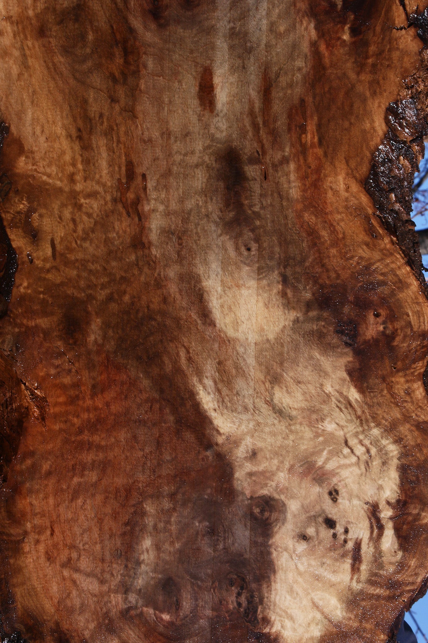 Extra Fancy Claro Walnut Live Edge Lumber