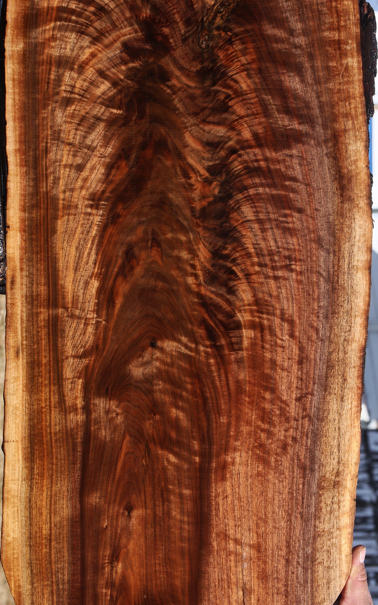 Exhibition Crotchwood Claro Walnut Cookie – Cook Woods