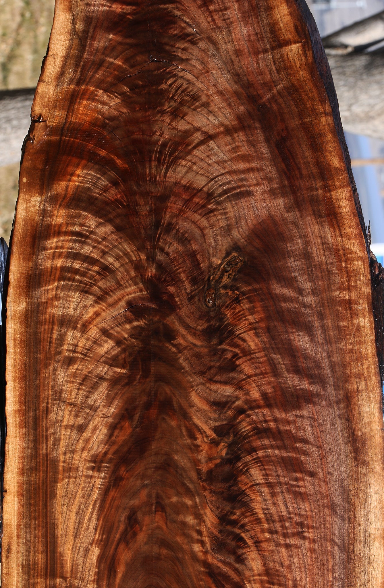 Exhibition Crotchwood Claro Walnut Cookie – Cook Woods