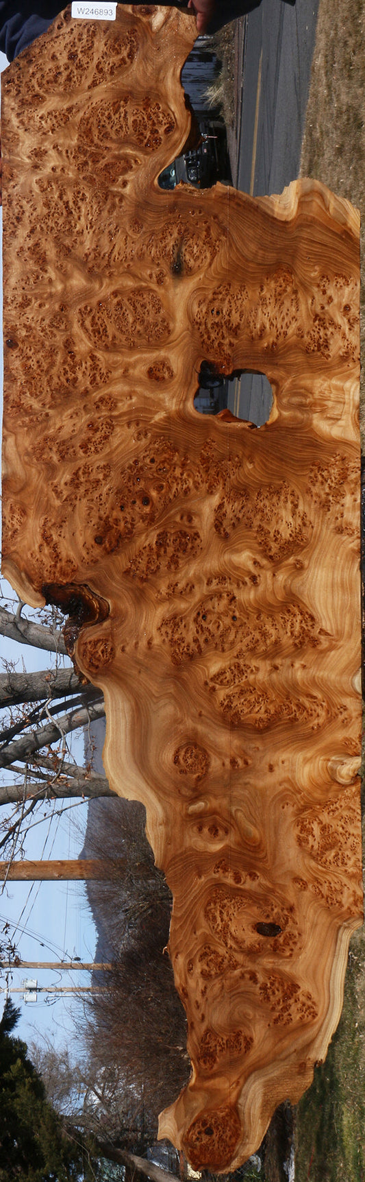 Elm Burl Live Edge Lumber (Free Shipping Excluded)