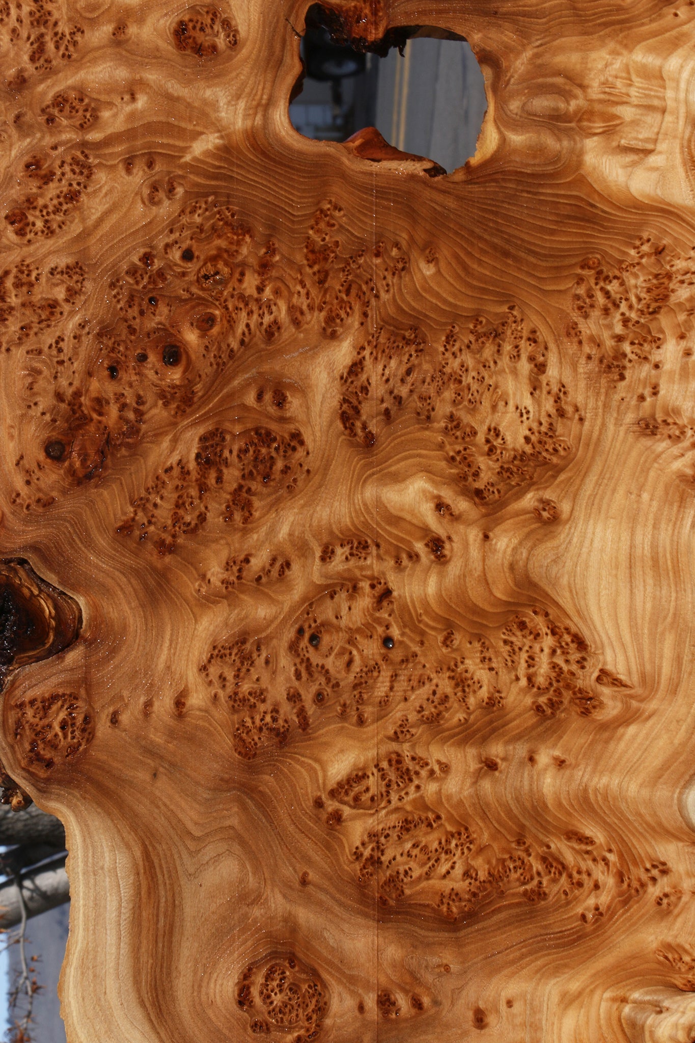 Elm Burl Live Edge Lumber (Free Shipping Excluded)