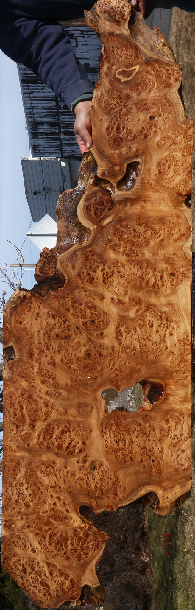 Elm Burl Live Edge Lumber (Free Shipping Excluded)