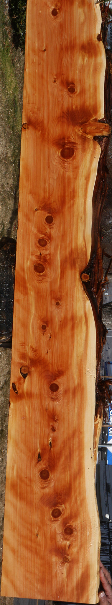 Figured Juniper Live Edge Mantel (Free Shipping Excluded)