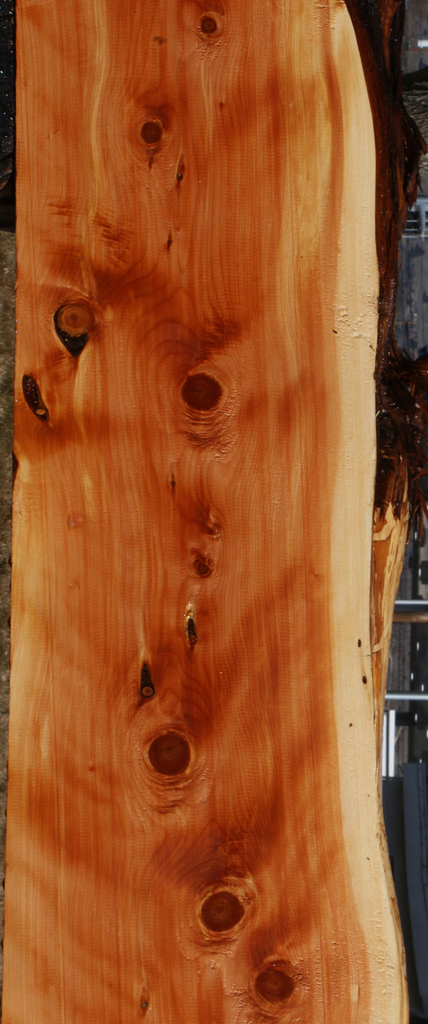 Figured Juniper Live Edge Mantel (Free Shipping Excluded)