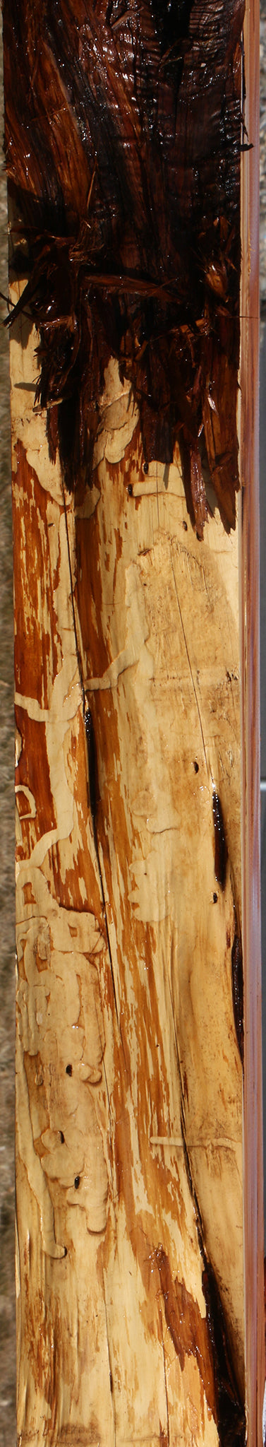 Figured Juniper Live Edge Mantel (Free Shipping Excluded)