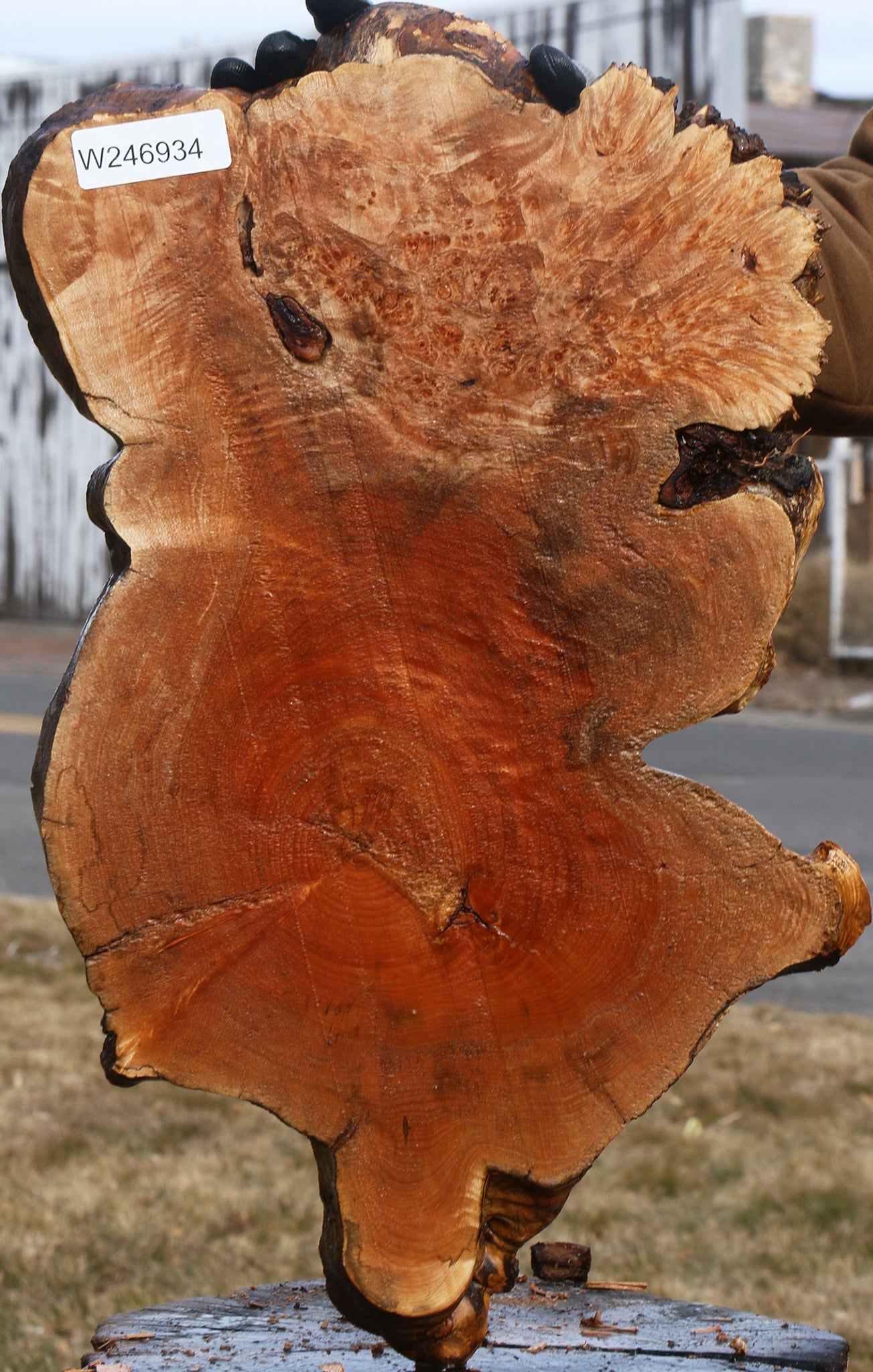Maple Burl Cookie