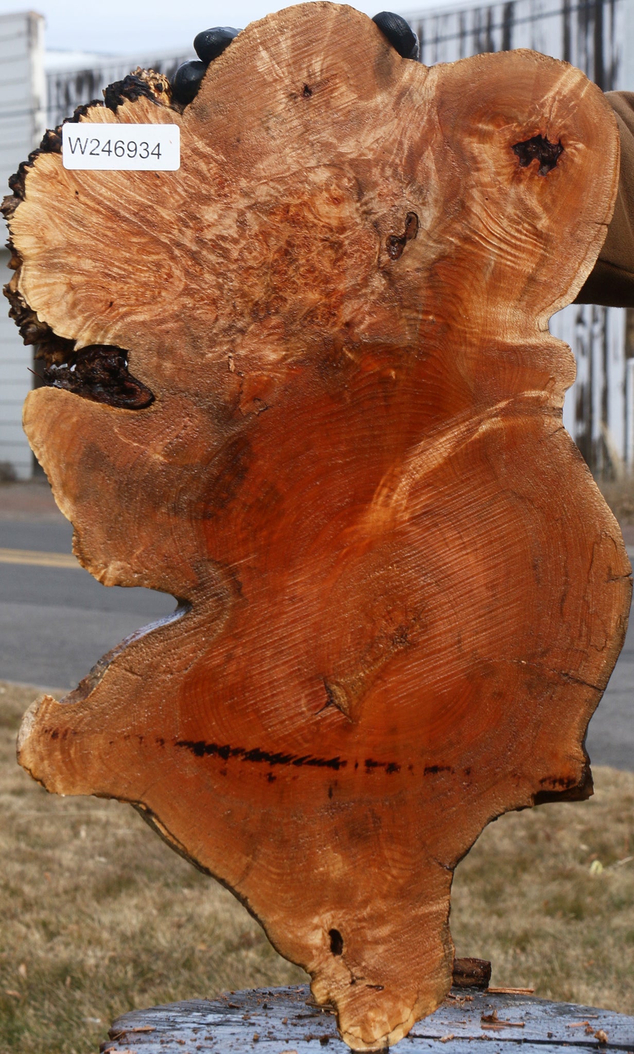 Maple Burl Cookie
