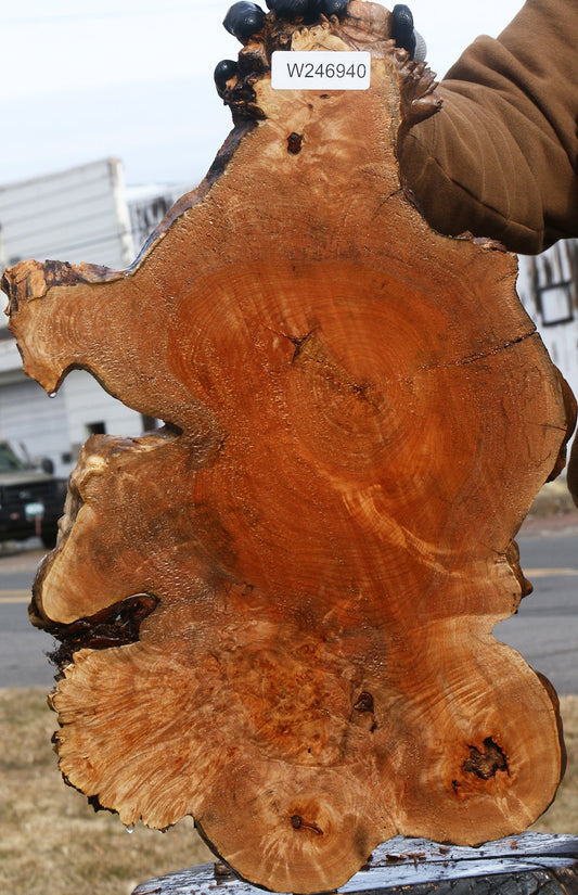Figured Maple Burl Cookie
