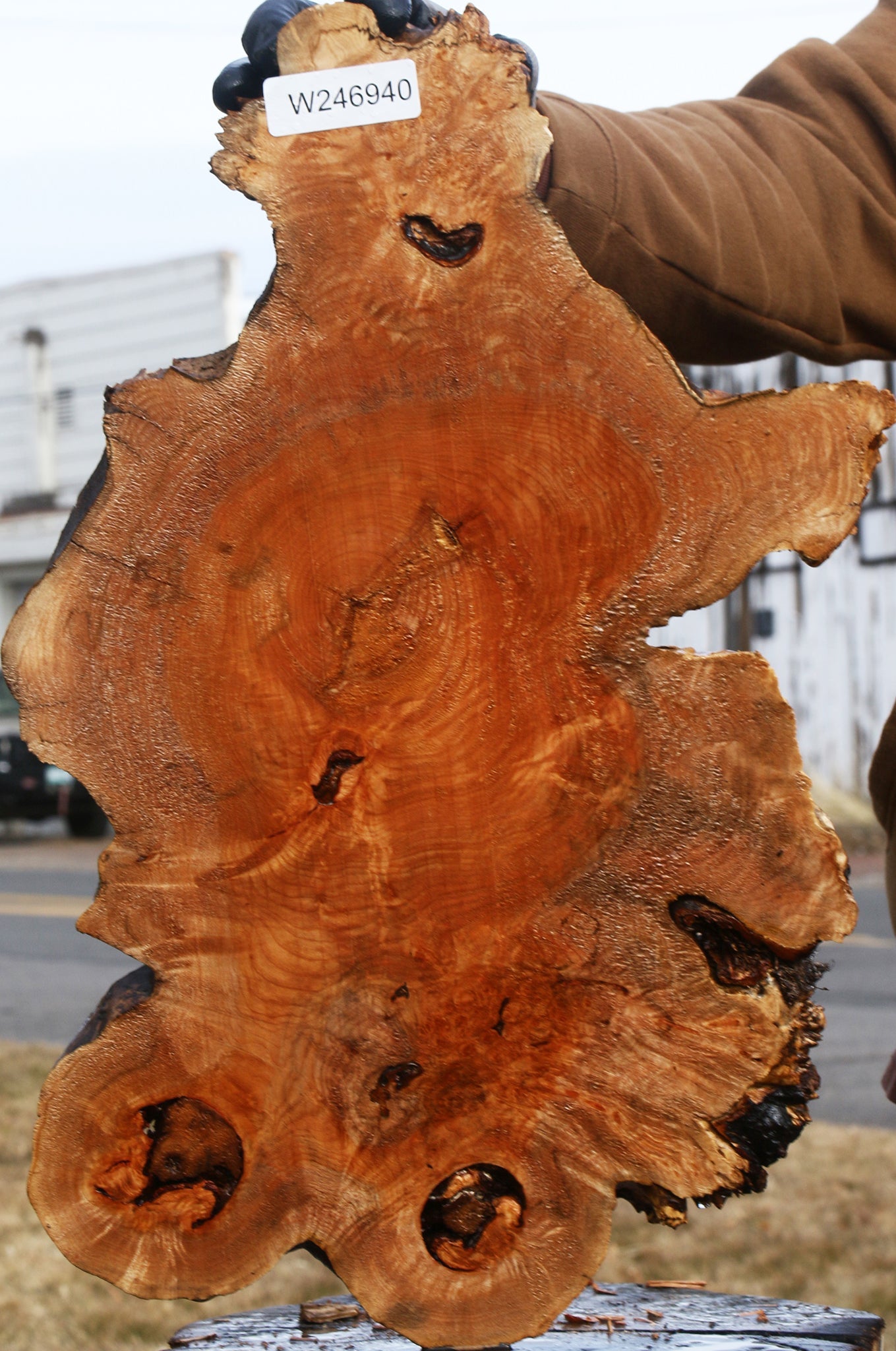 Figured Maple Burl Cookie