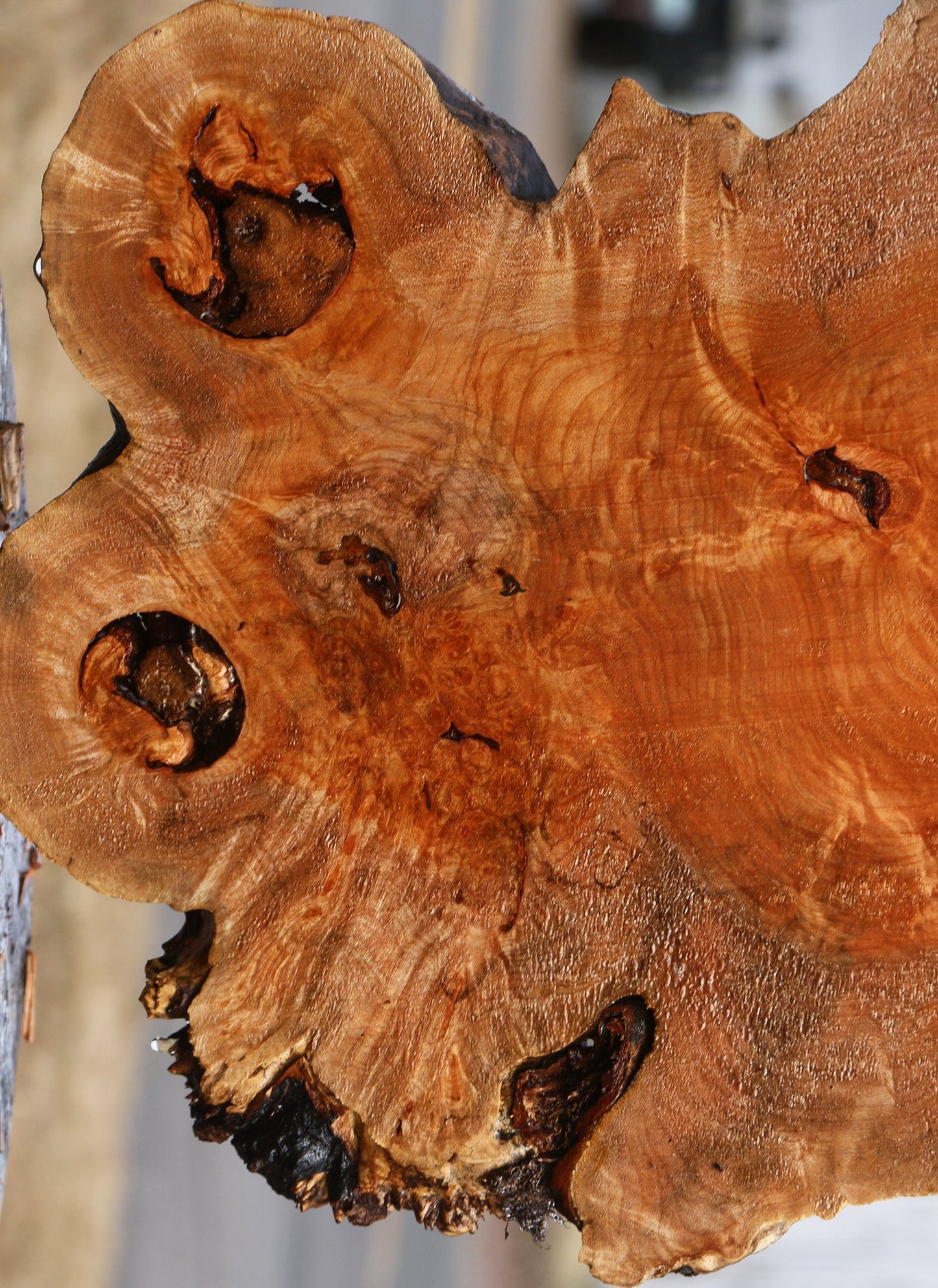 Figured Maple Burl Cookie