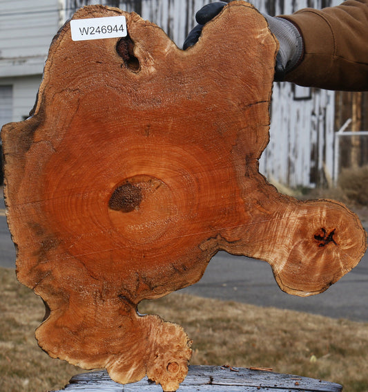 Figured Maple Burl Cookie