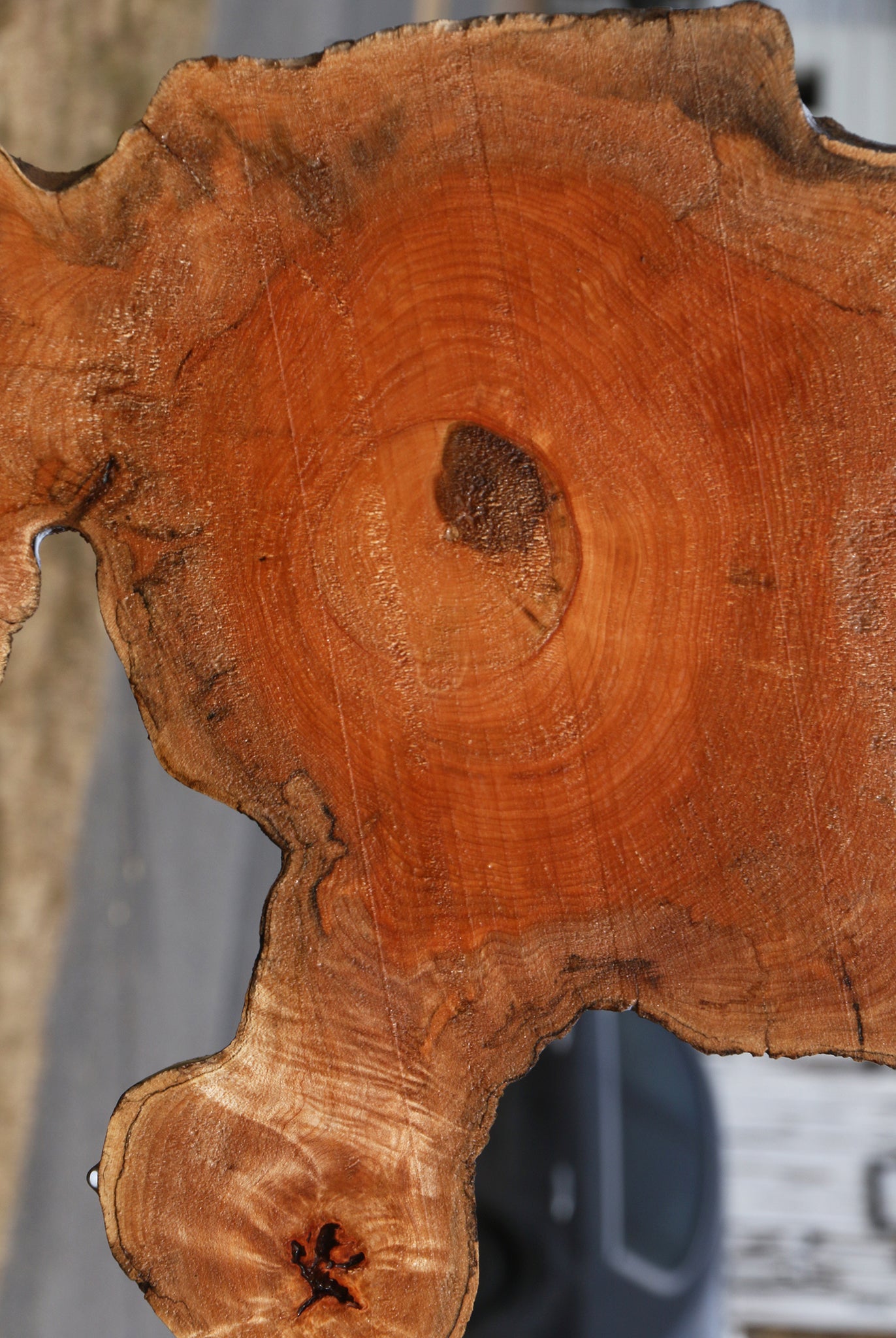 Figured Maple Burl Cookie