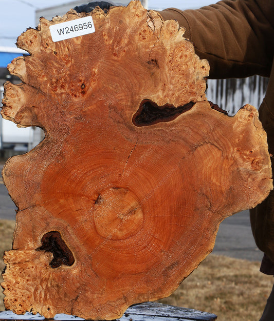 Figured Maple Burl Cookie
