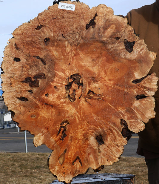 Maple Burl Cookie
