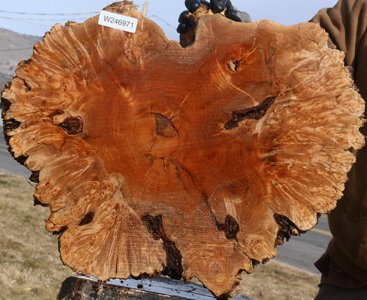 Maple Burl Cookie