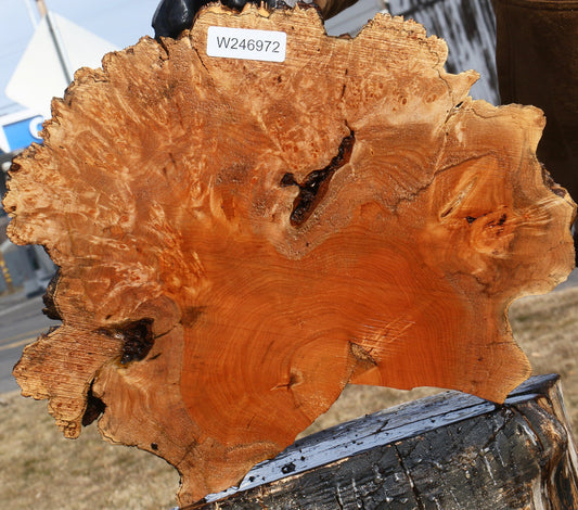 Maple Burl Cookie