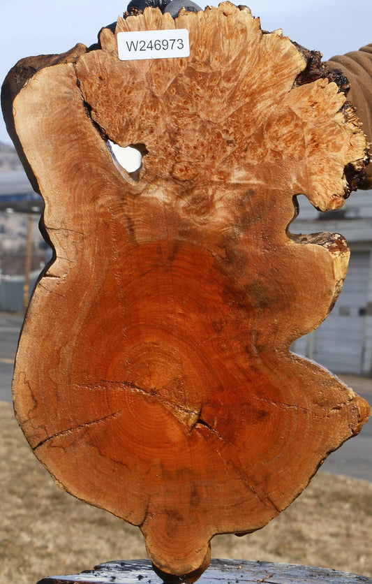 Maple Burl Cookie