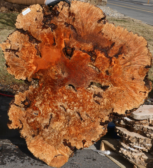 Maple Burl Cookie (Free Shipping Excluded)