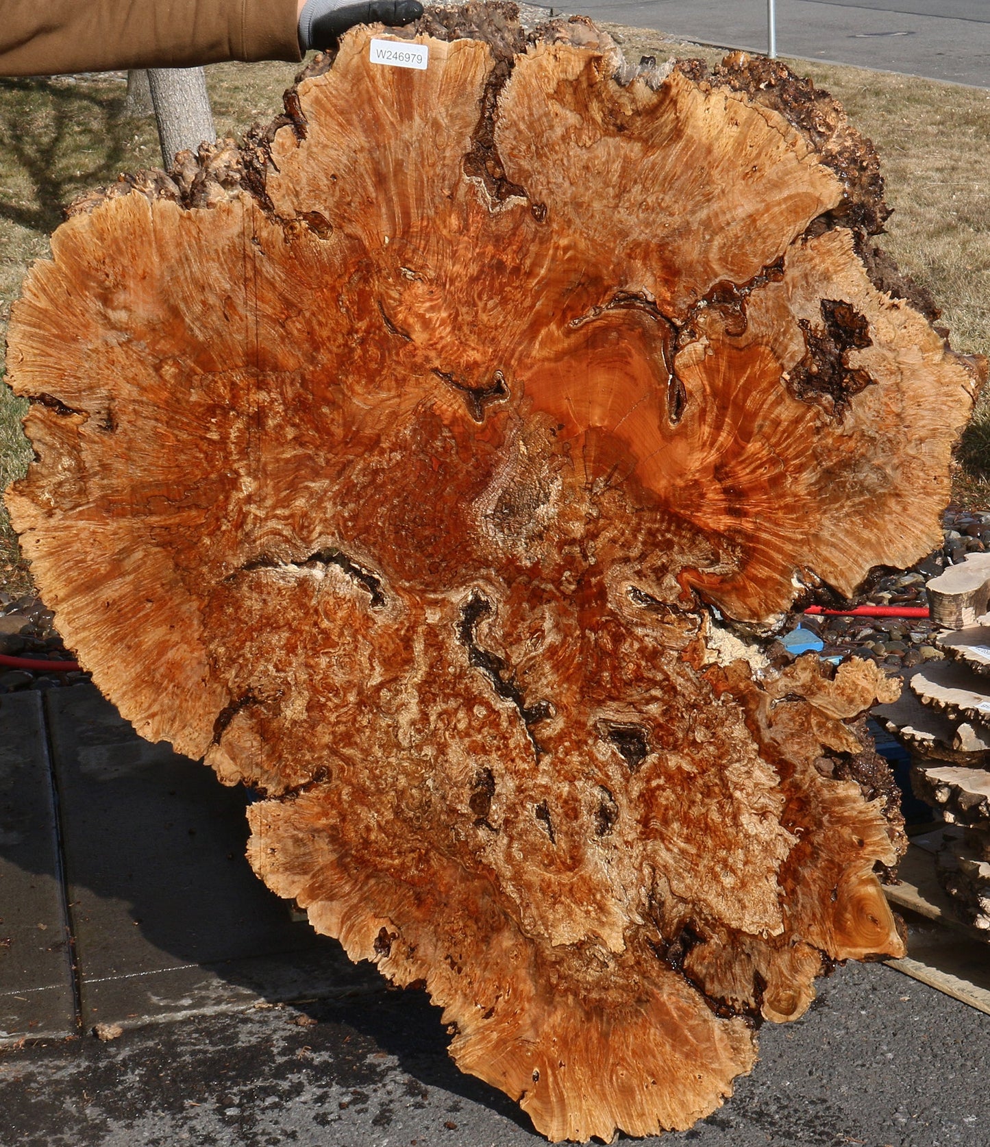 Maple Burl Cookie (Free Shipping Excluded)