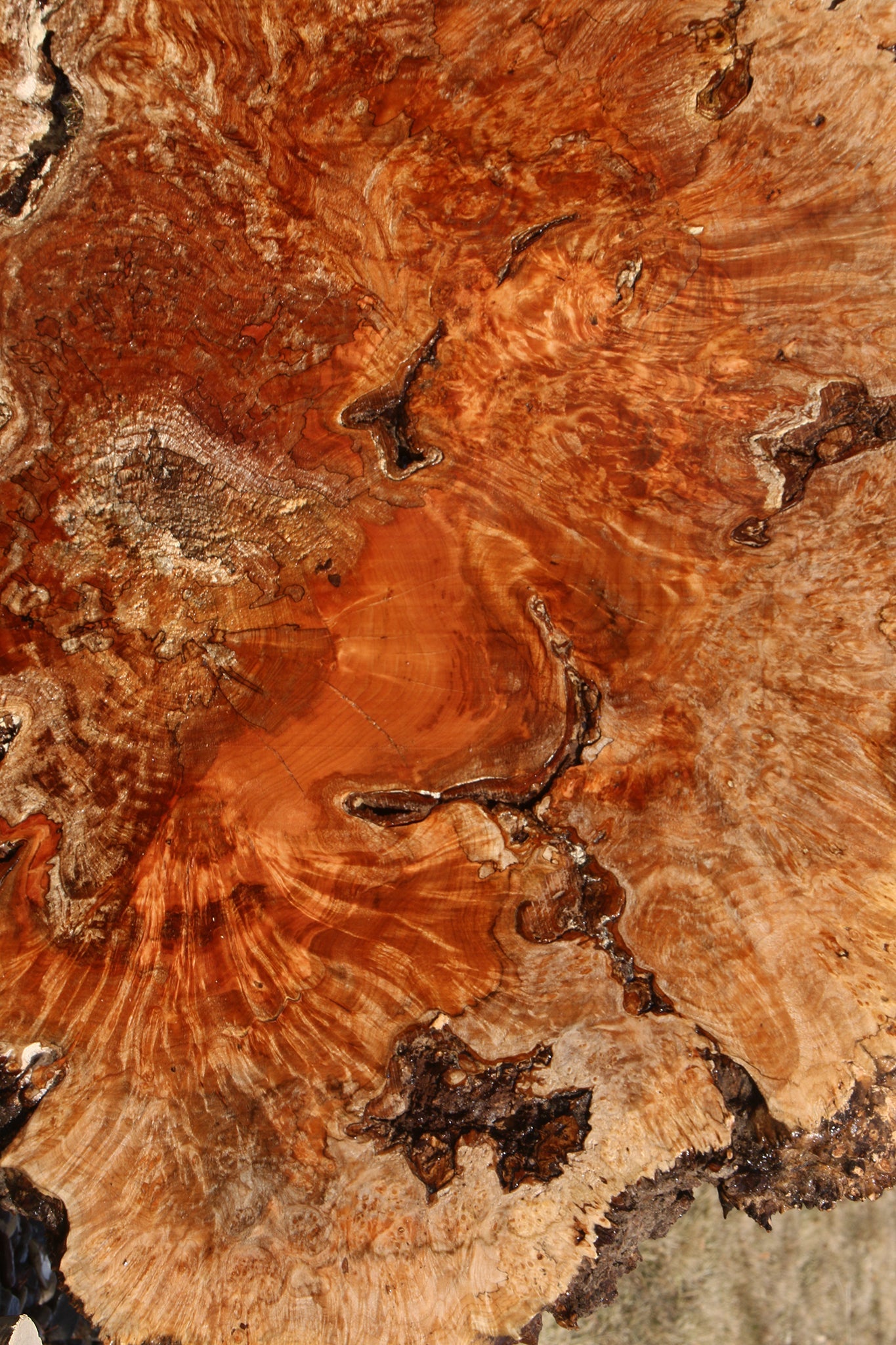 Maple Burl Cookie (Free Shipping Excluded)