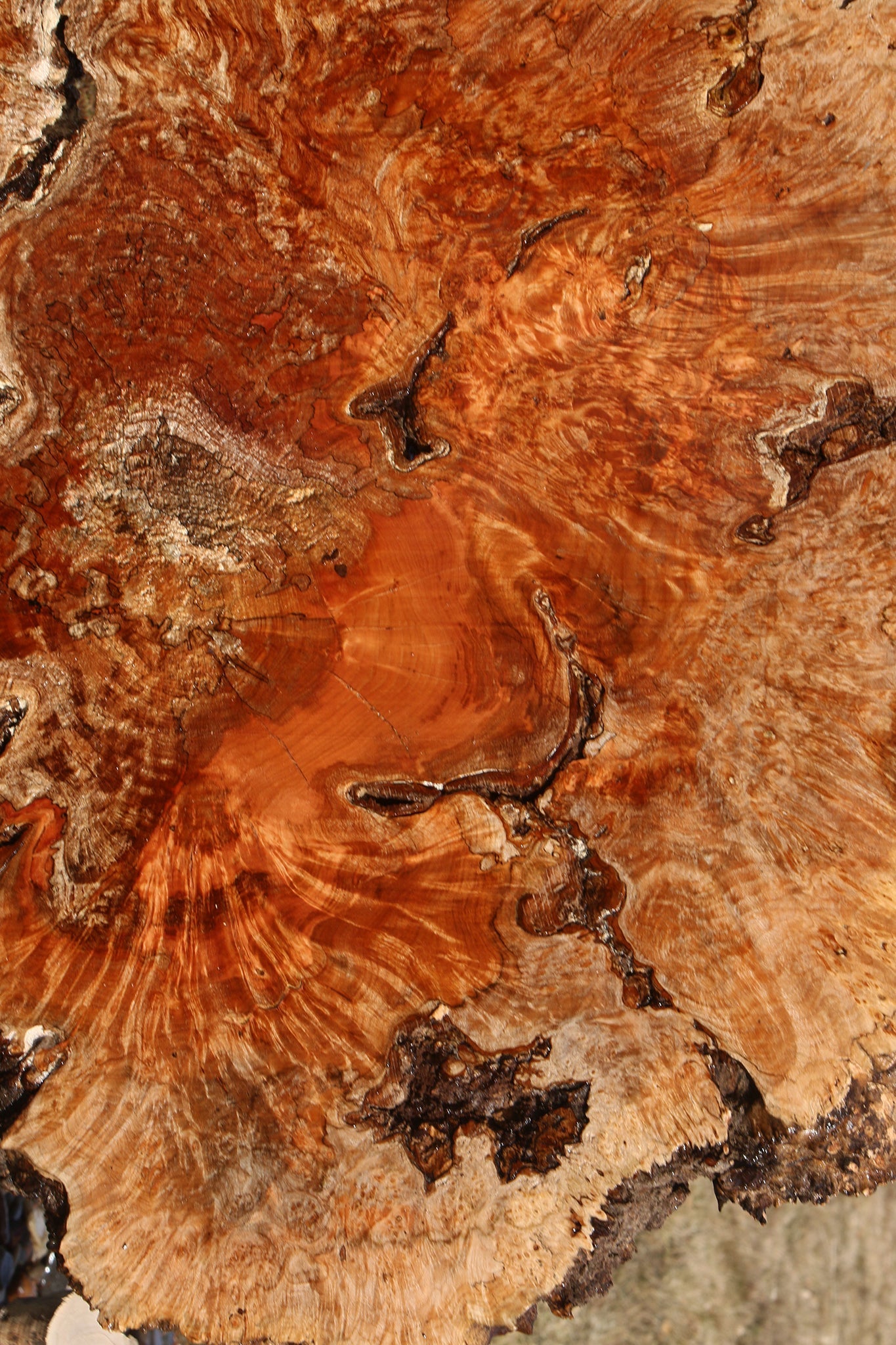 Maple Burl Cookie (Free Shipping Excluded)