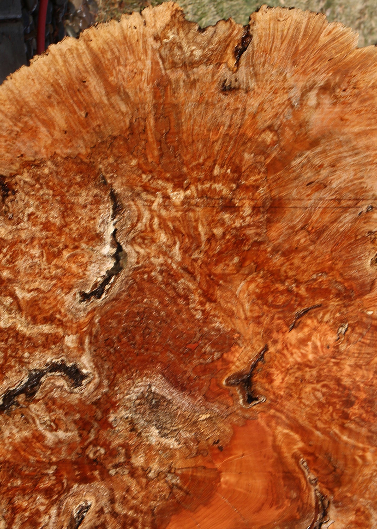 Maple Burl Cookie (Free Shipping Excluded)