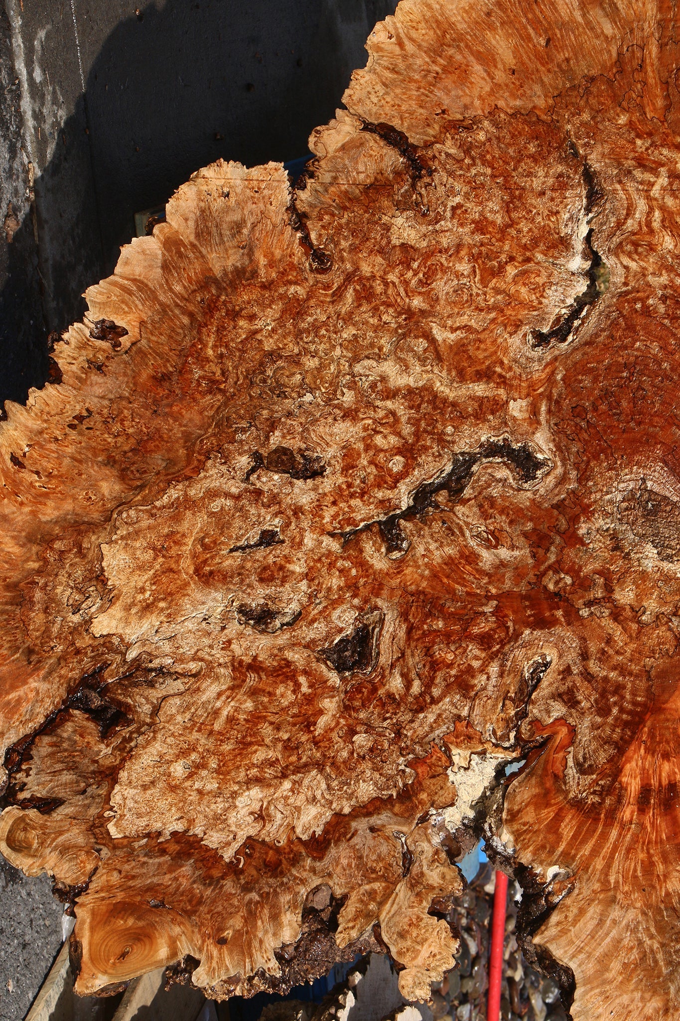 Maple Burl Cookie (Free Shipping Excluded)