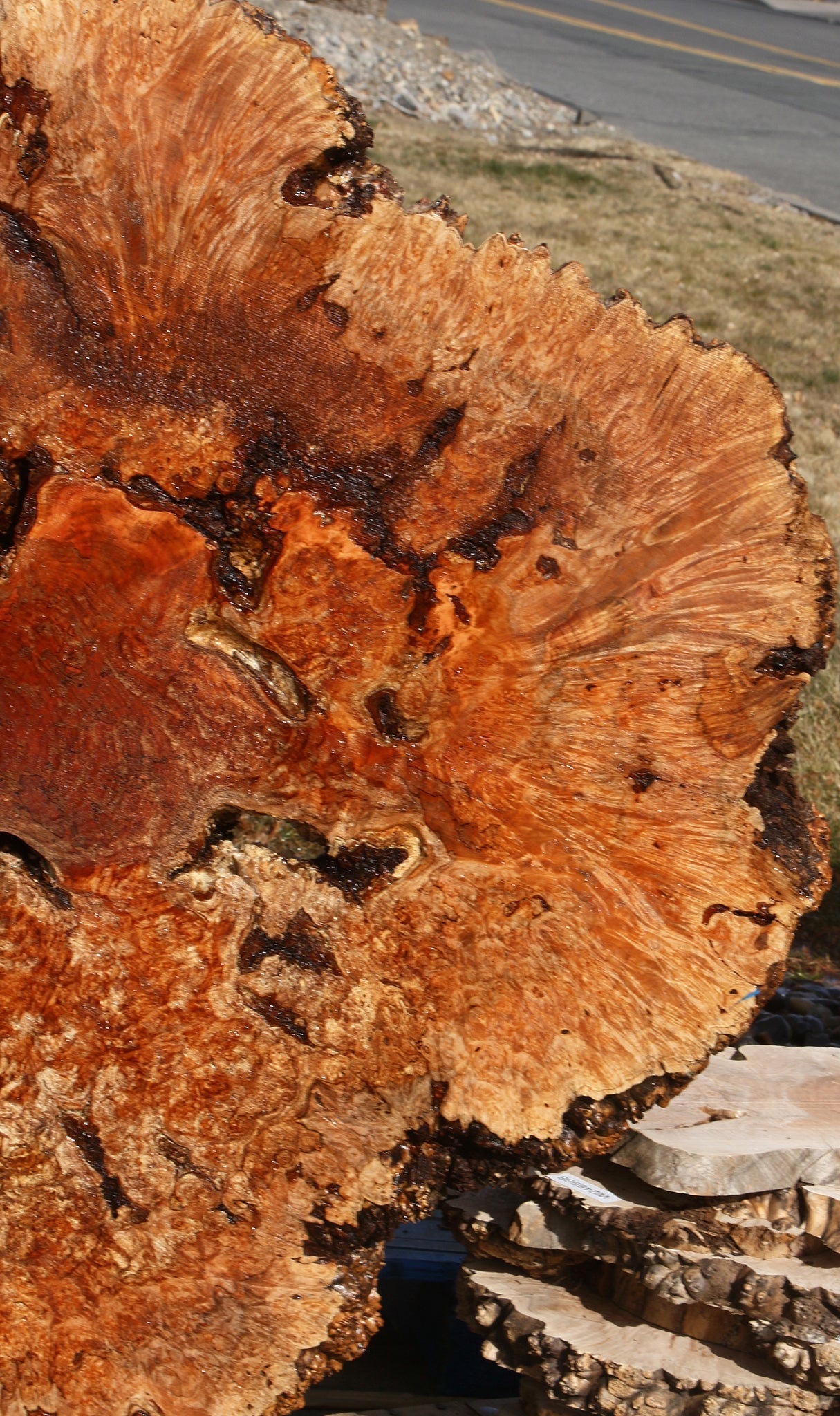 Maple Burl Cookie (Free Shipping Excluded)