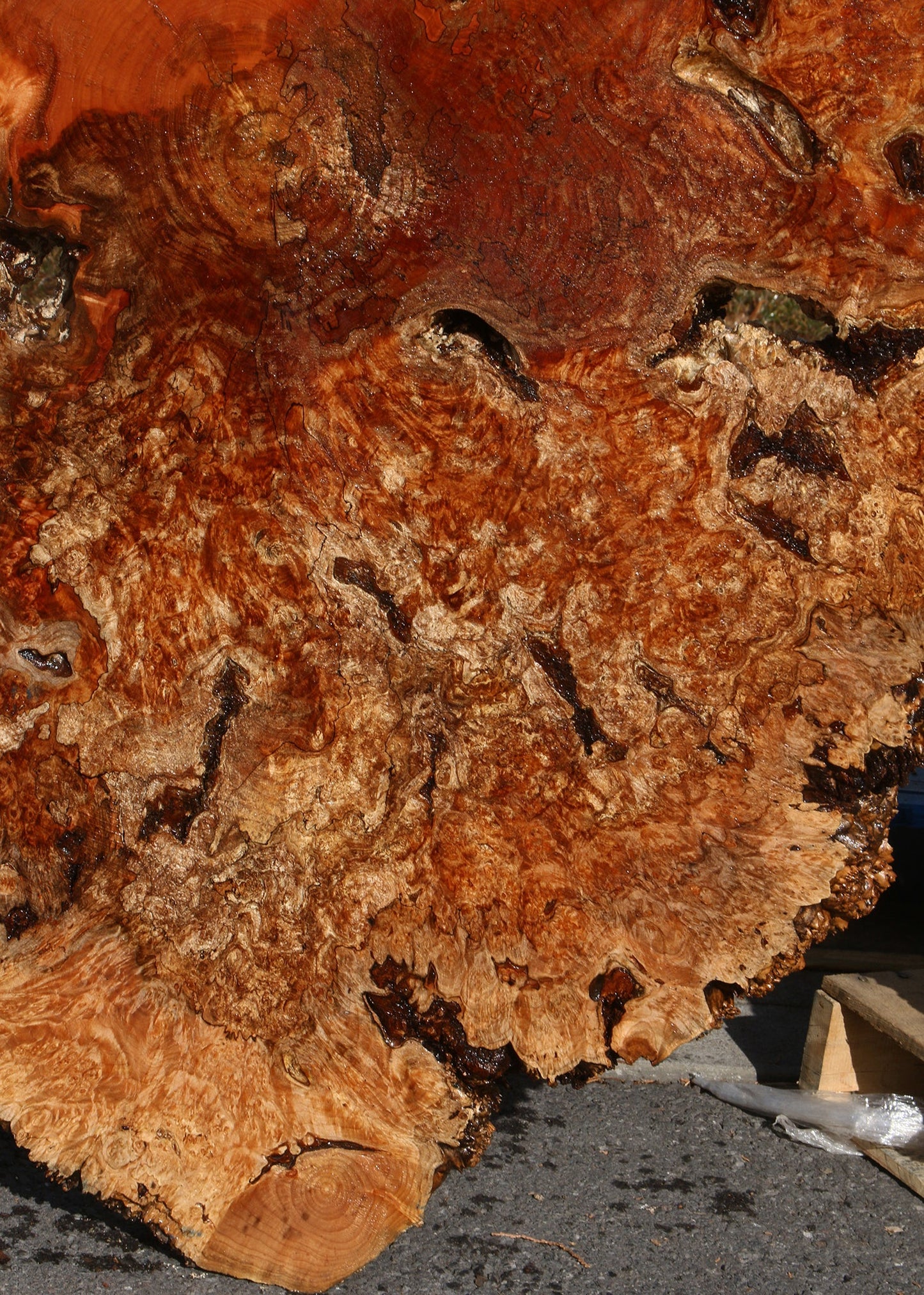 Maple Burl Cookie (Free Shipping Excluded)