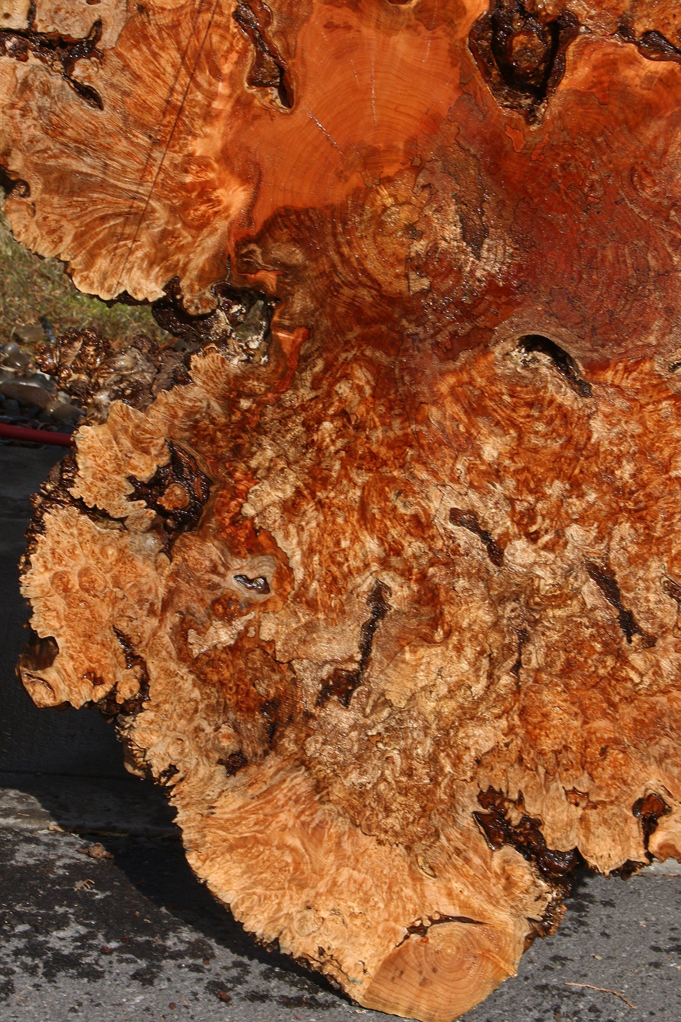 Maple Burl Cookie (Free Shipping Excluded)