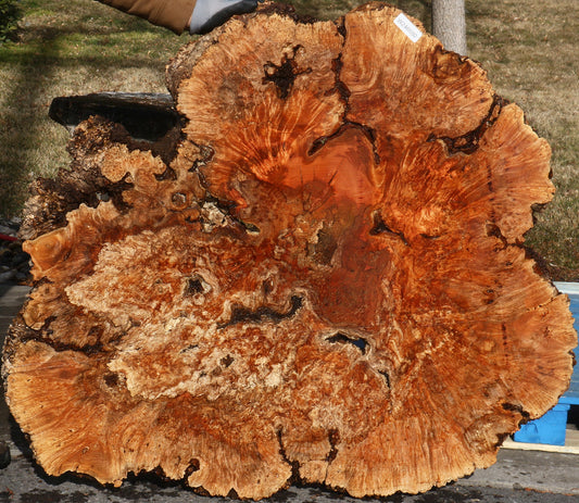 Maple Burl Cookie (Free Shipping Excluded)