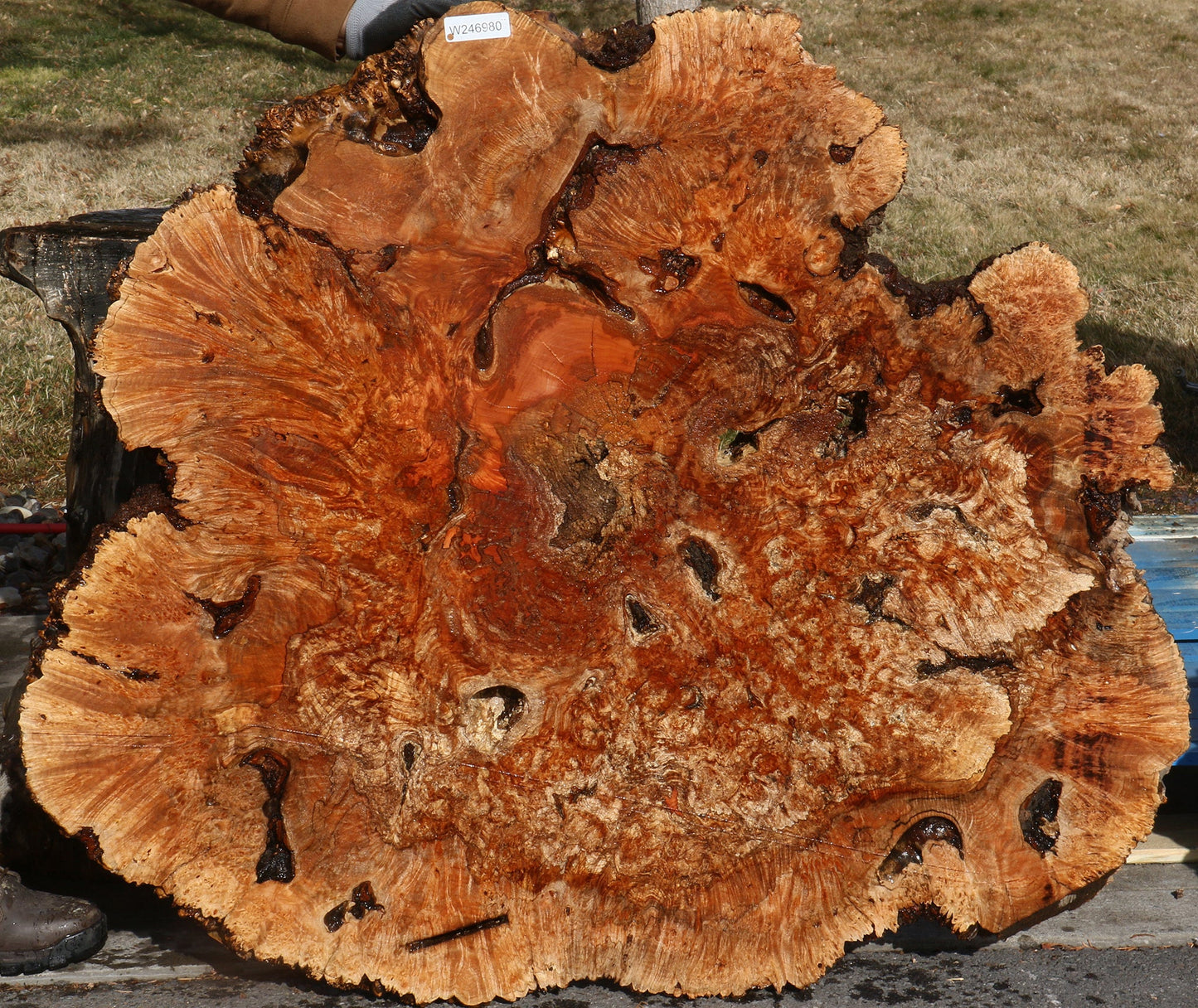 Maple Burl Cookie (Free Shipping Excluded)
