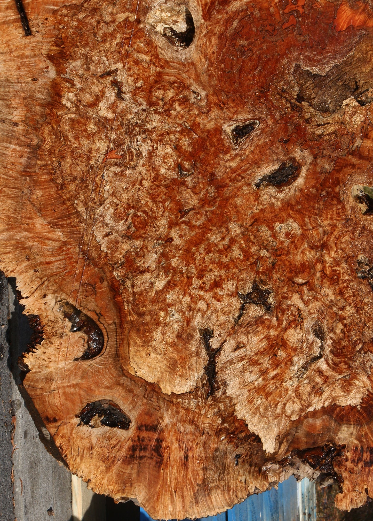 Maple Burl Cookie (Free Shipping Excluded)