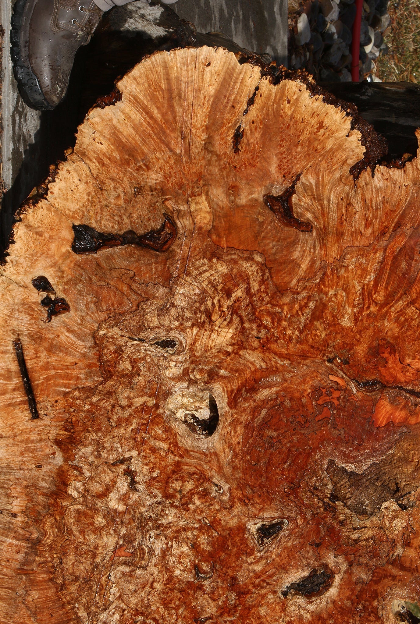 Maple Burl Cookie (Free Shipping Excluded)