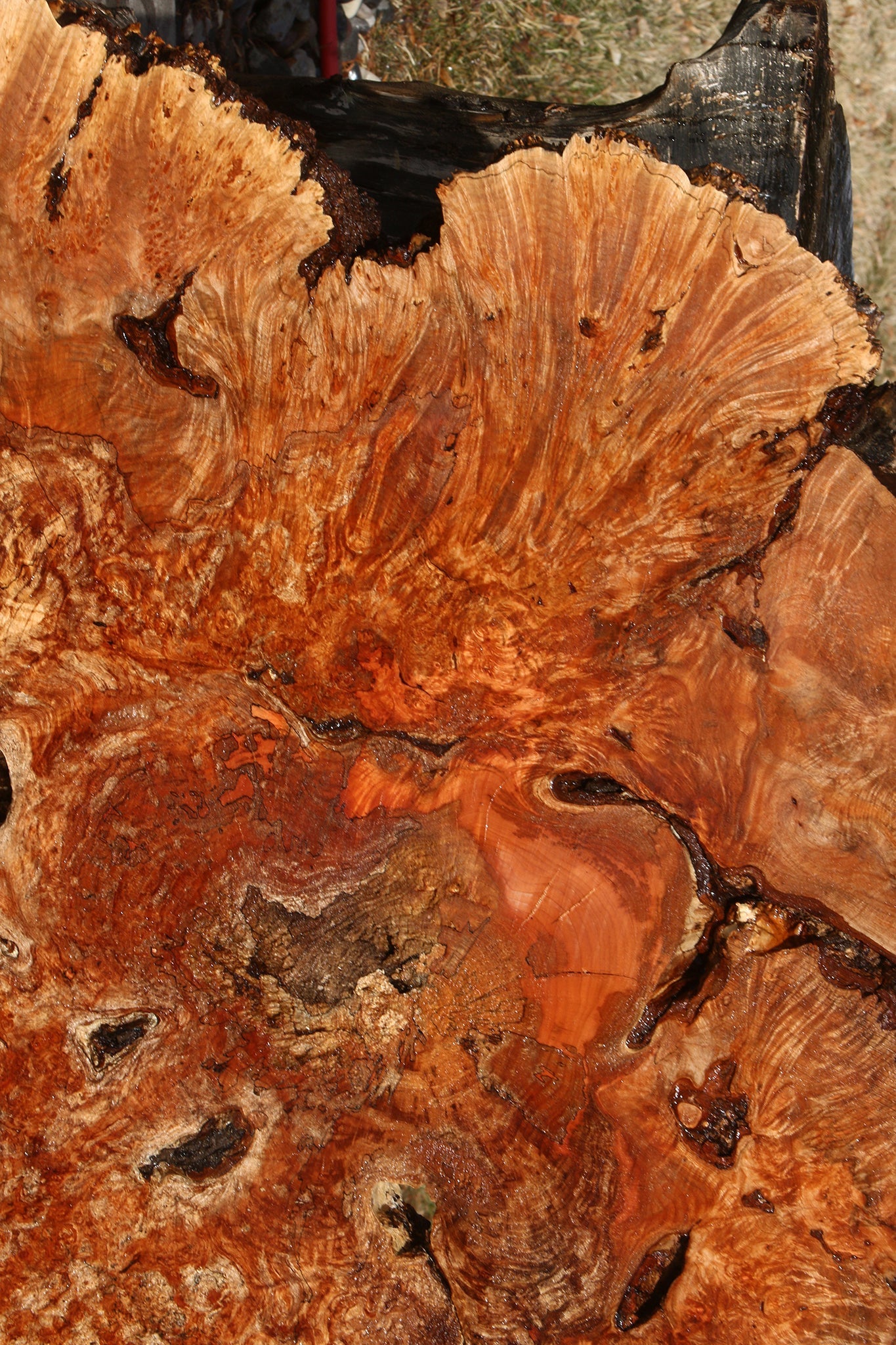 Maple Burl Cookie (Free Shipping Excluded)