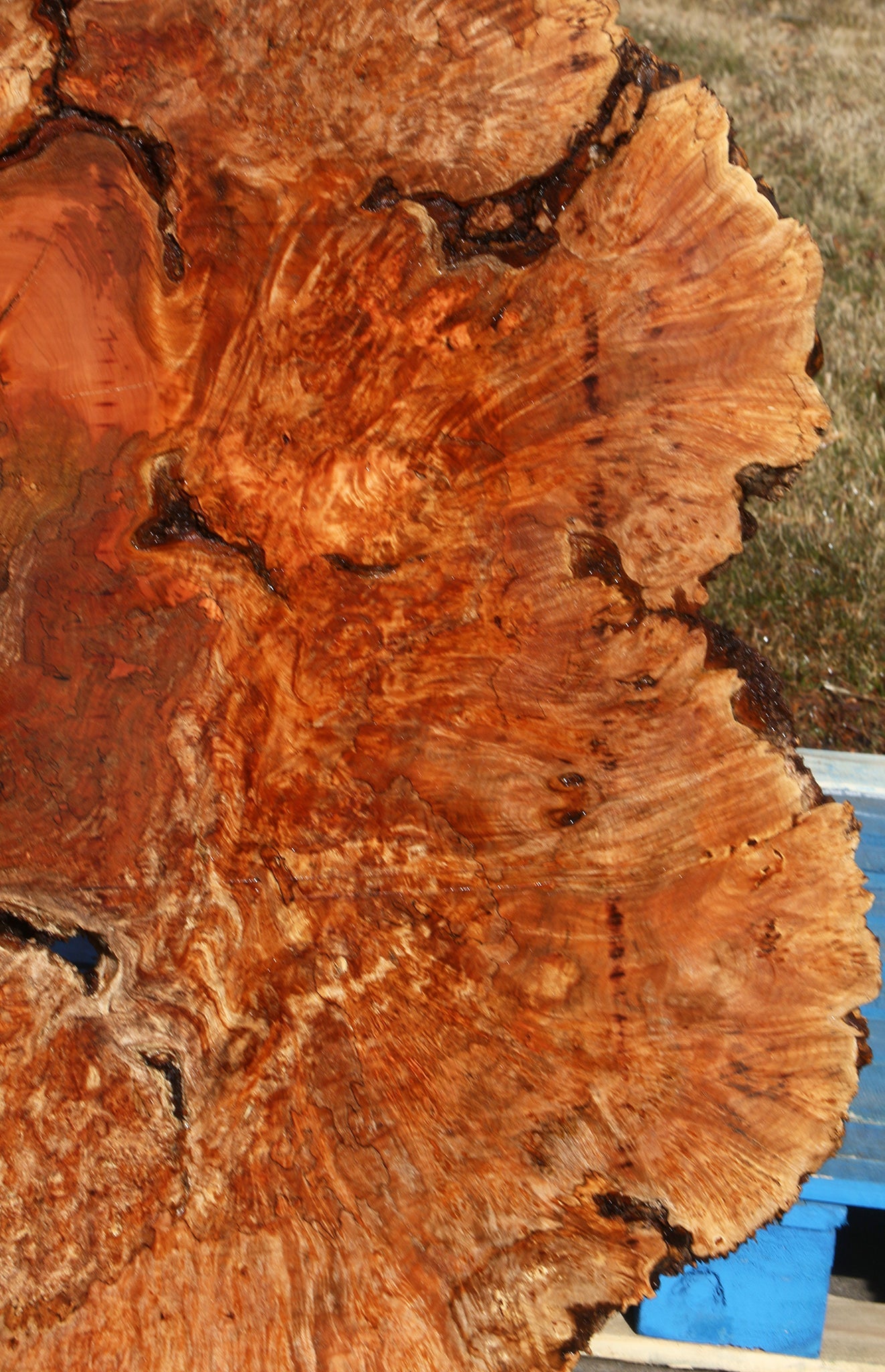 Maple Burl Cookie (Free Shipping Excluded)