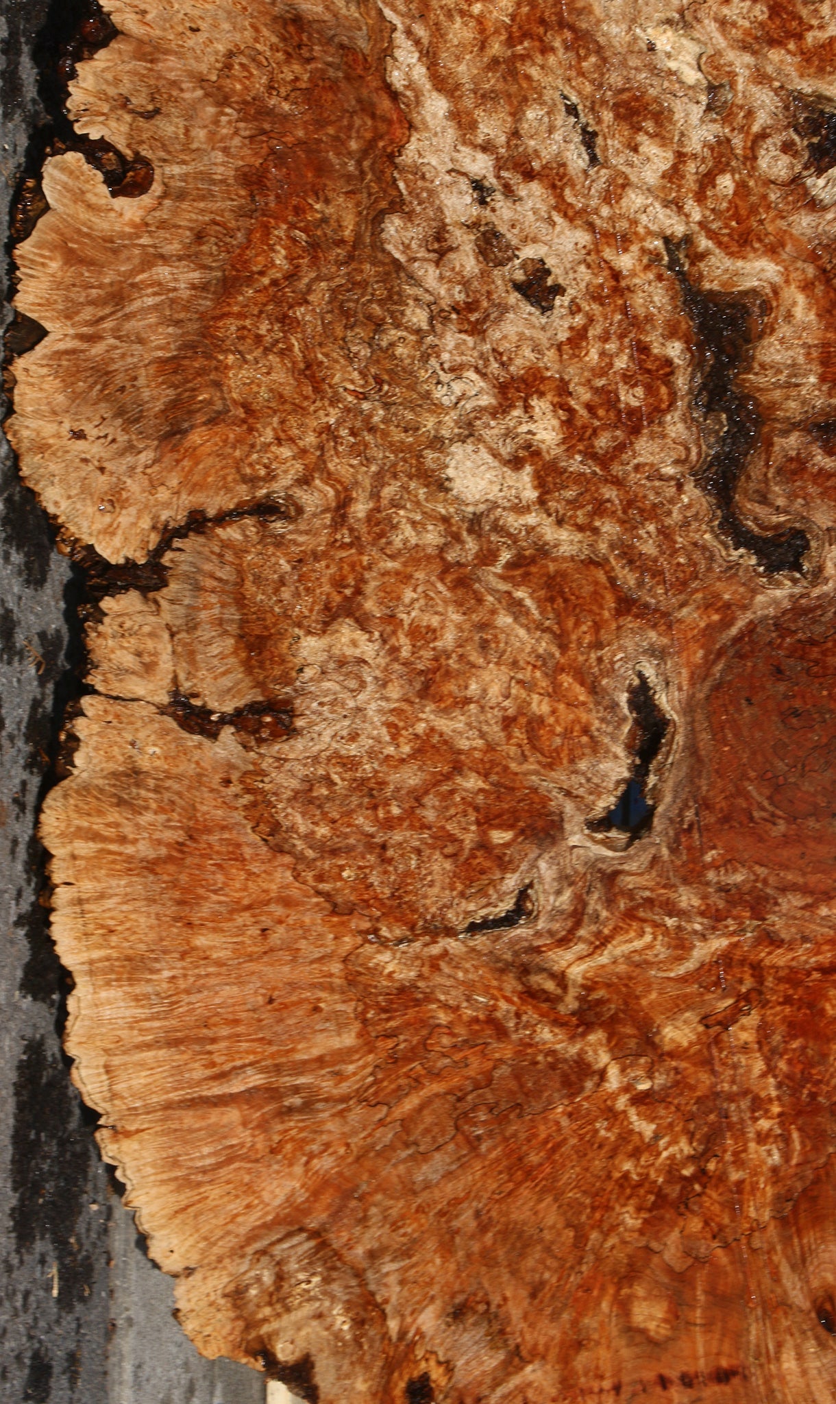 Maple Burl Cookie (Free Shipping Excluded)