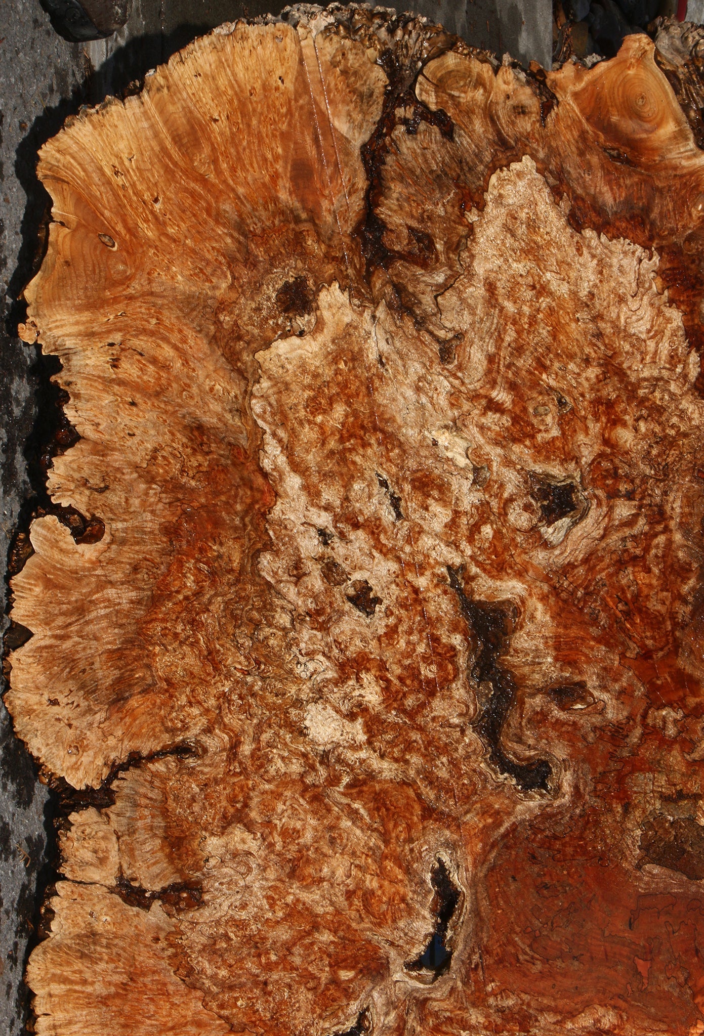Maple Burl Cookie (Free Shipping Excluded)