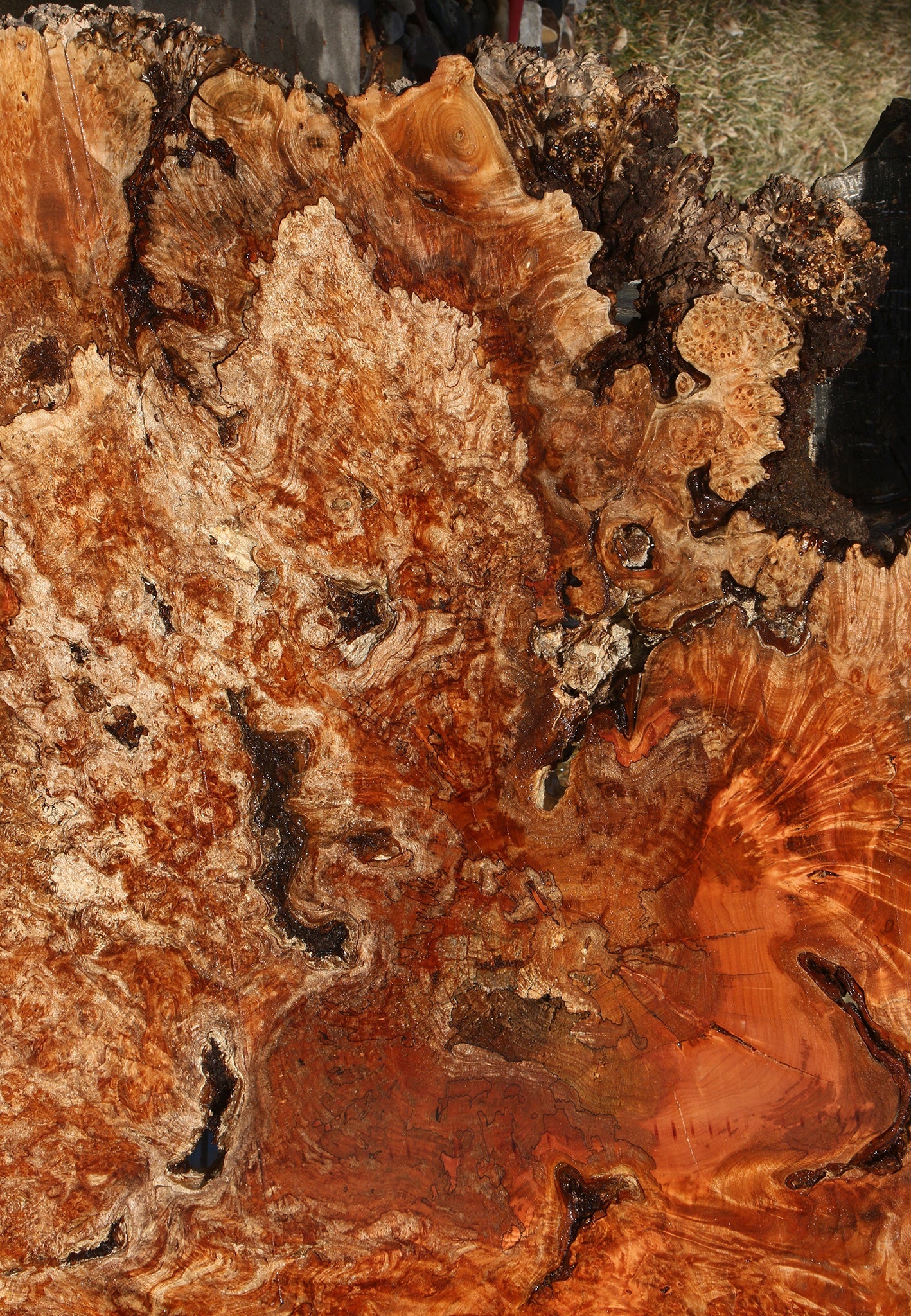 Maple Burl Cookie (Free Shipping Excluded)