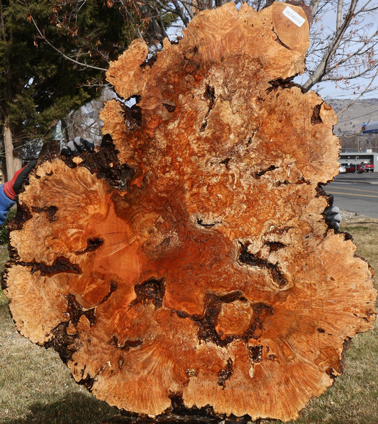 Maple Burl Cookie (Free Shipping Excluded)