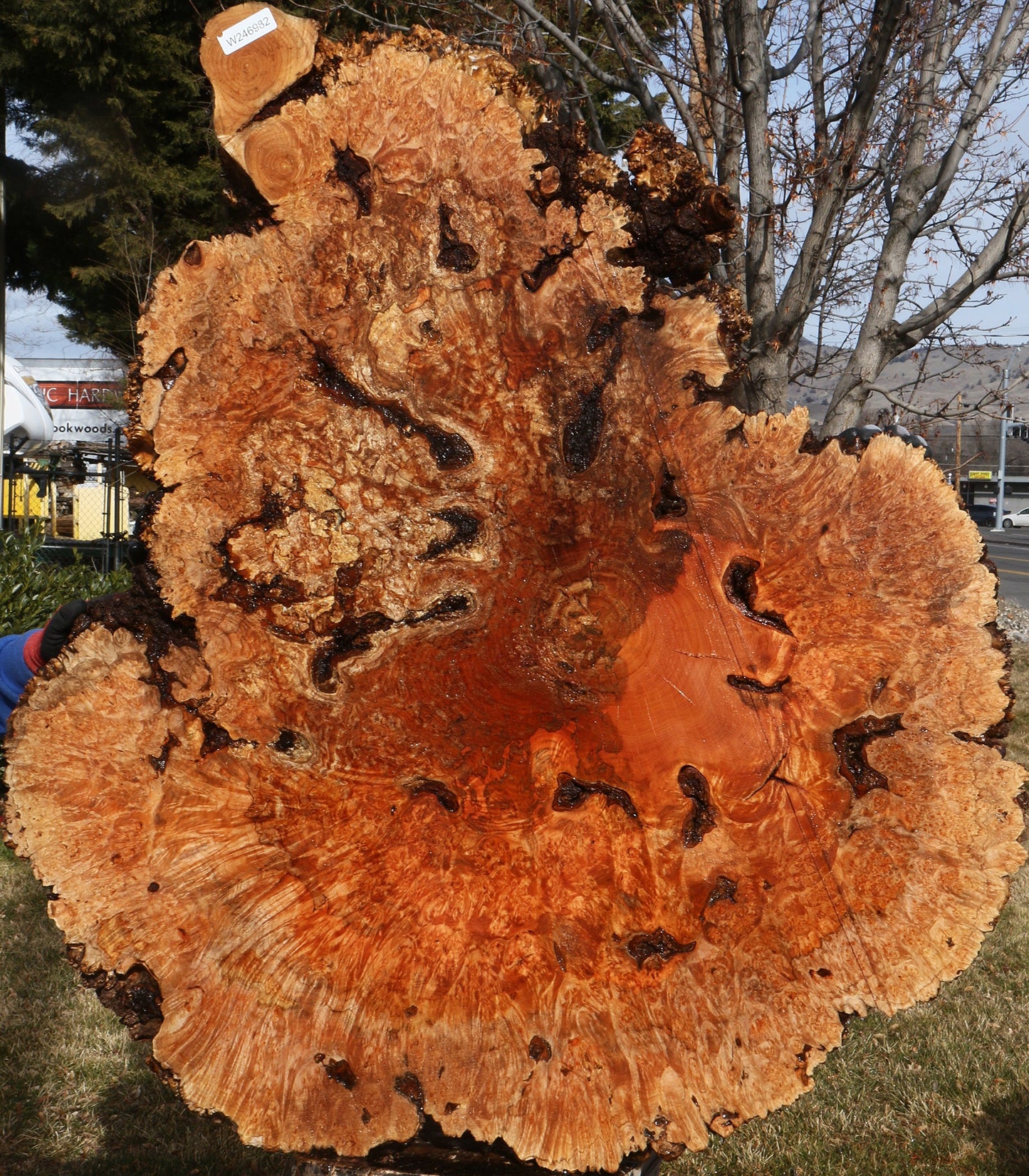 Maple Burl Cookie (Free Shipping Excluded)